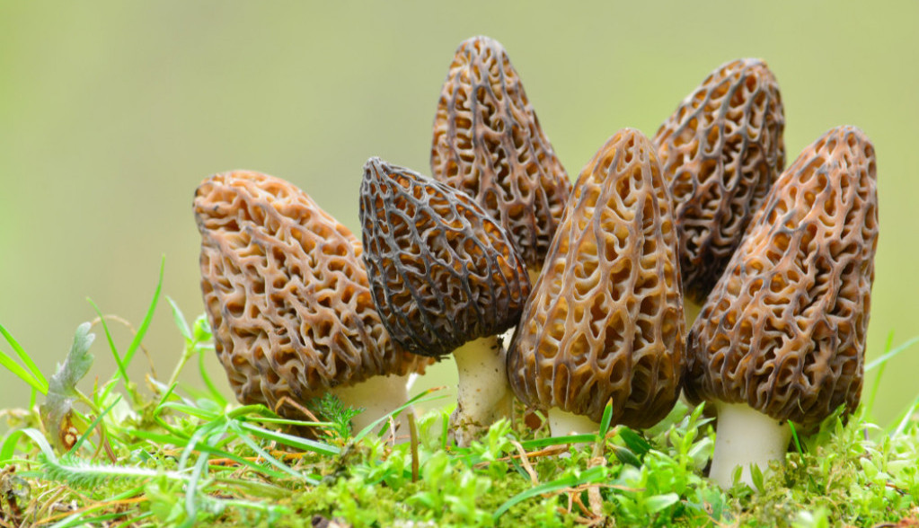 JEDAN ŠEŠIR MOŽE DA USMRTI TROJE Kako da znate da li su gljive jestive i kako prepoznati trovanje