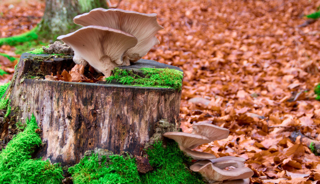 POSEBAN SVET I POMALO MISTIČAN Gljive nisu ni biljke ni životinje, i koliko god da ih volimo, toliko ih se i plašimo, jer postoje neverovatno opasne i otrovne vrste (FOTO/VIDEO)