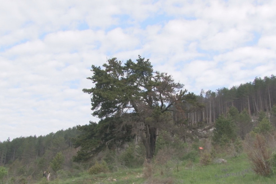 OD NJE SE PRAVE ČOBANSKE KUĆICE I ČAMCI Izuzetno retko i strogo zaštićeno drvo staro skoro dva veka usamljeno raste u selu kod ovog srpskog grada (FOTO)