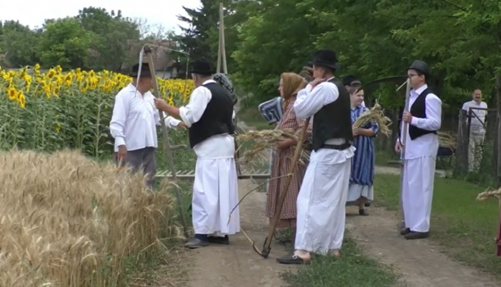 SAČUVATI OBIČAJE I PRENETI IH OMLADINI Ručno košenje žita je nekada bio jedini način rada, a danas je deo stare bunjevačke tradicije (VIDEO)