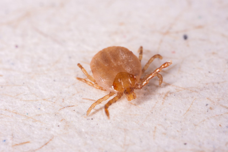 POČELO JE PROLEĆE, PRIPAZITE SE KRPELJA! Broj slučajeva retkih bolesti koje prenose ovi insekti u porastu