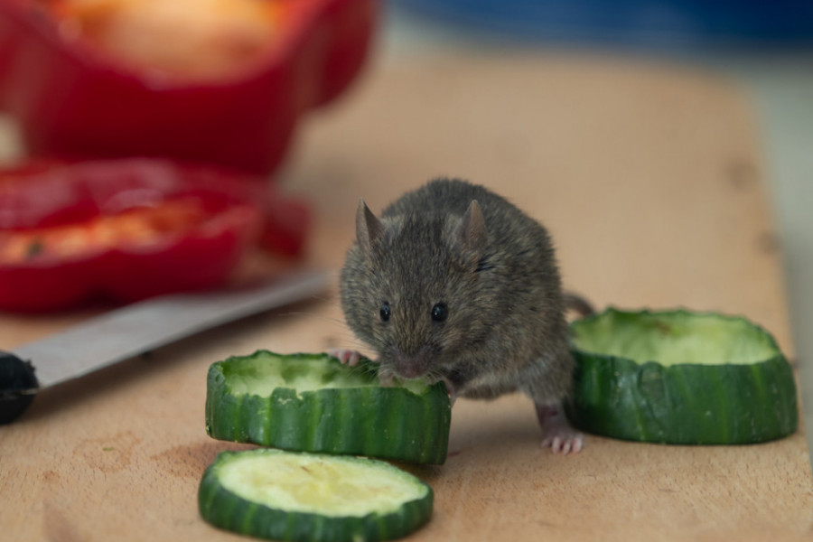Miševi beže od mirisa ove biljke: Unesite je u kuću i rasterajte štetočine