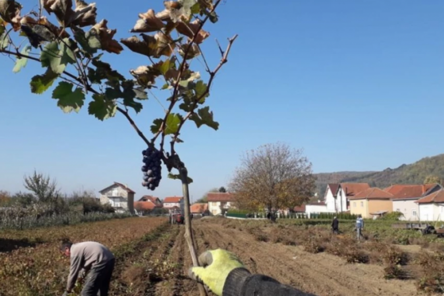 KALEMARSTVO U SRBIJI Čak su i Italijani dolazili kod naših seljaka da nauče zanat kalemljenja vinove loze