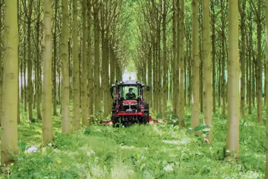 PAULOVNIJA DRVO KAO GORIVO BUDUĆNOSTI Raste kao ludo, bolje greje od uglja i smanjuje cenu ogreva za 4 puta! (VIDEO)