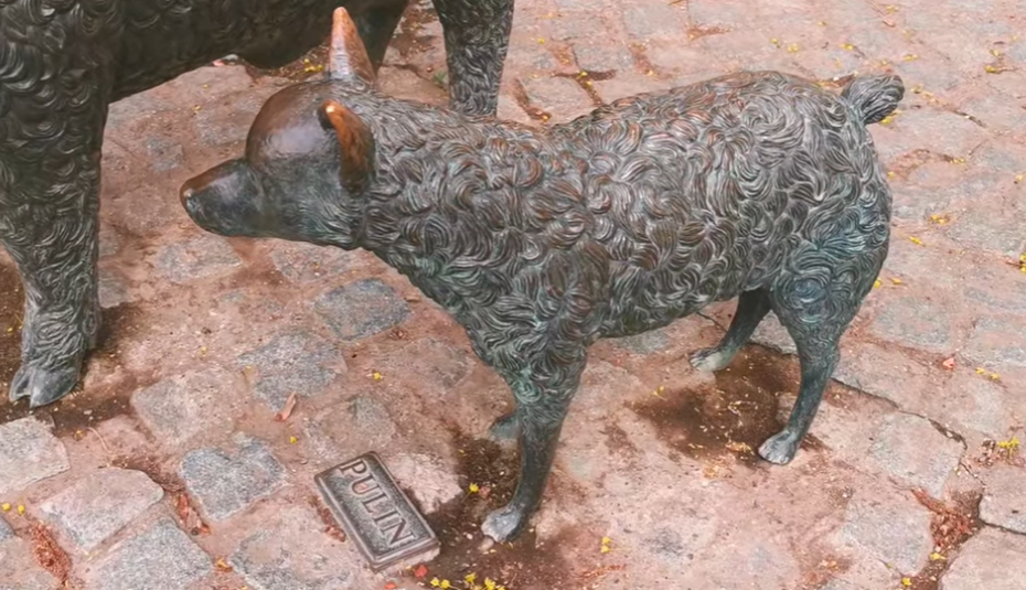 VERNI ČOVEKOV PRIJATELJ OSTAVLJEN KRAJ PUTA Pulin je tradicionalni pastirski pas u Srbiji, poreklom iz Vojvodine (FOTO/VIDEO)