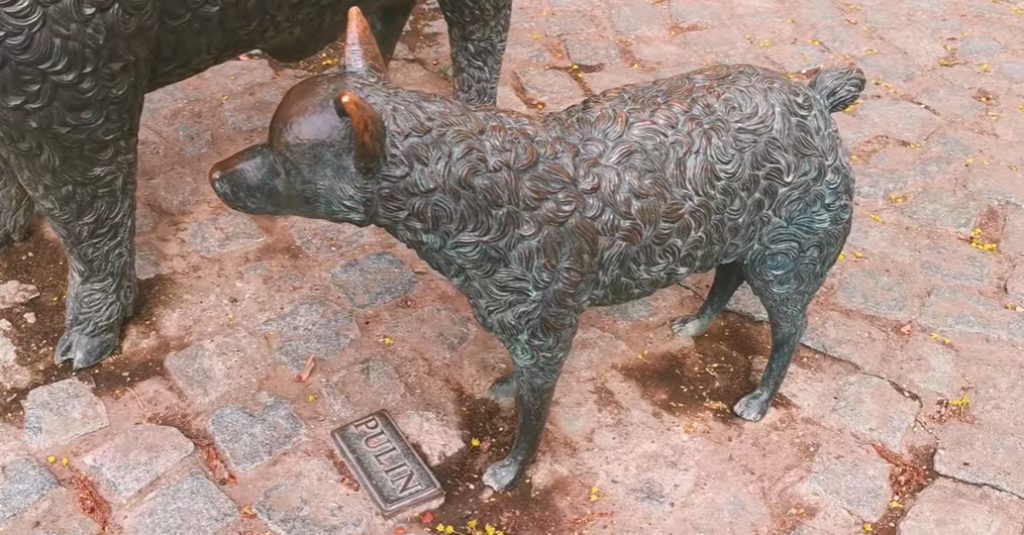 PULINI ČUVAJU OVCE I KAMILE U KUVAJTU Sremski stočari se zaklinju u ovu rasu pasa, oni su im desna ruka pri čuvanju stada (VIDEO/FOTO)