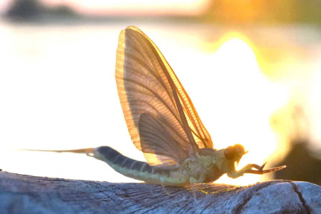JEDINSTVENI FENOMEN CVETANJA REKE TISE Pojava koja oduzima dah, a dobila je ime po reci Tisi koju nastanjuje ovaj insekt (VIDEO/FOTO)