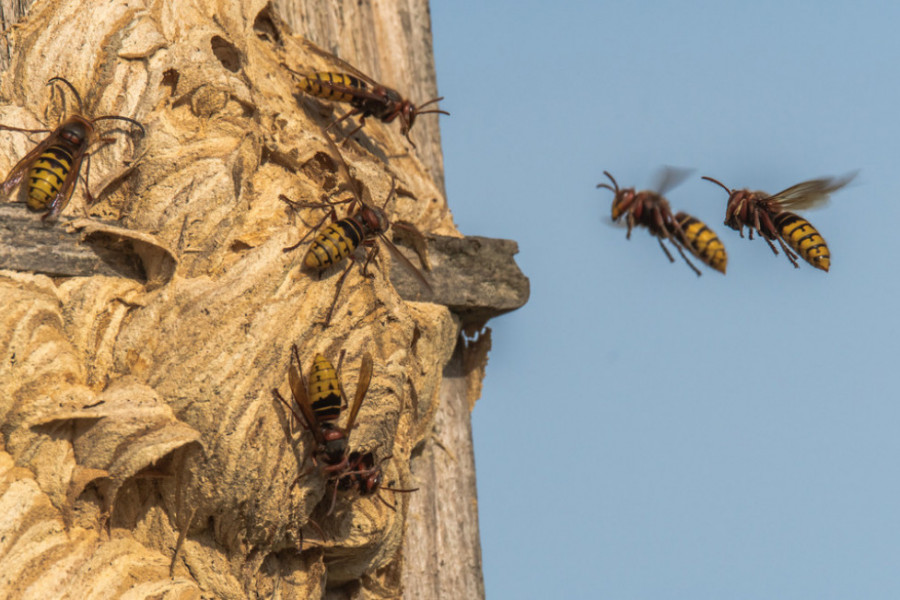 NAJEZDA OPASNIH INSEKATA U SRBIJI! Samo ubod može da ubije, a otrov sadrži 100 alergena – stručnjak otkrio gde prave legla!