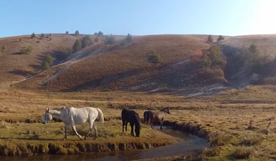 REDAK DRAGULJ PRIRODE Slobodni divlji konji na planinama Srbije, njihov opstanak je najveći izazov (FOTO/VIDEO)