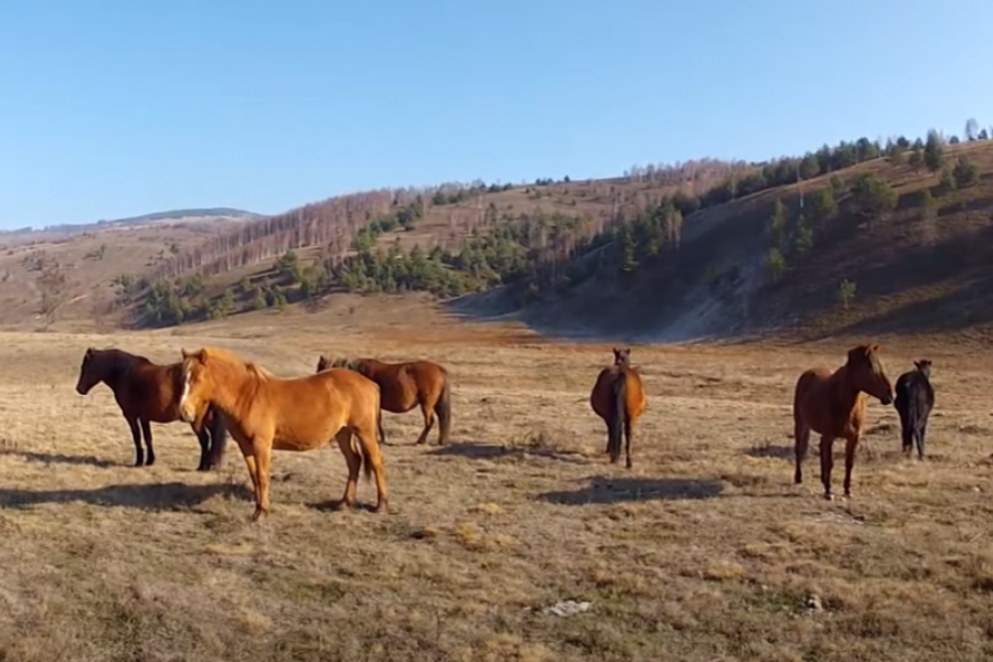 REDAK DRAGULJ PRIRODE Slobodni divlji konji na planinama Srbije, njihov opstanak je najveći izazov (FOTO/VIDEO)