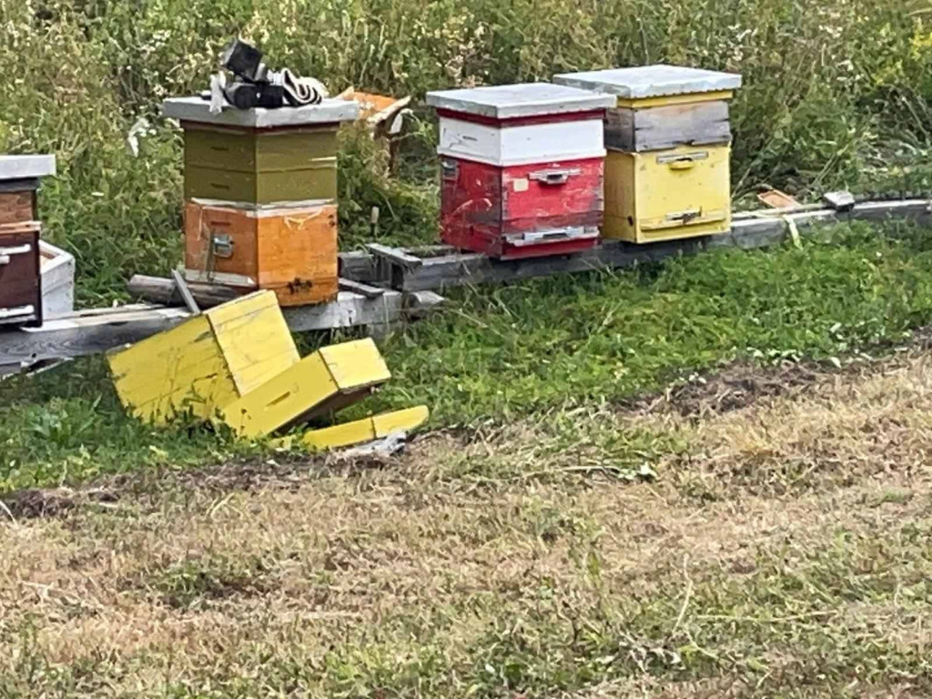 USRED BELA DANA OČI U OČI SA MEČKOM Dragomir iz sela Gornje Babine kod Prijepolja jedva se spasio opasnog gosta, čak dva puta se vraćala na njegovo imanje (FOTO/VIDEO)