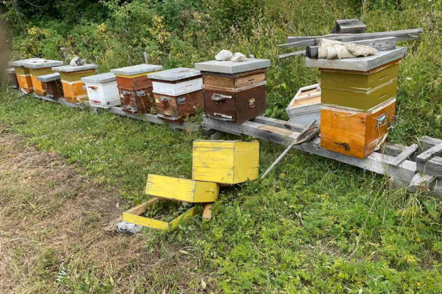 USRED BELA DANA OČI U OČI SA MEČKOM Dragomir iz sela Gornje Babine kod Prijepolja jedva se spasio opasnog gosta, čak dva puta se vraćala na njegovo imanje (FOTO/VIDEO)