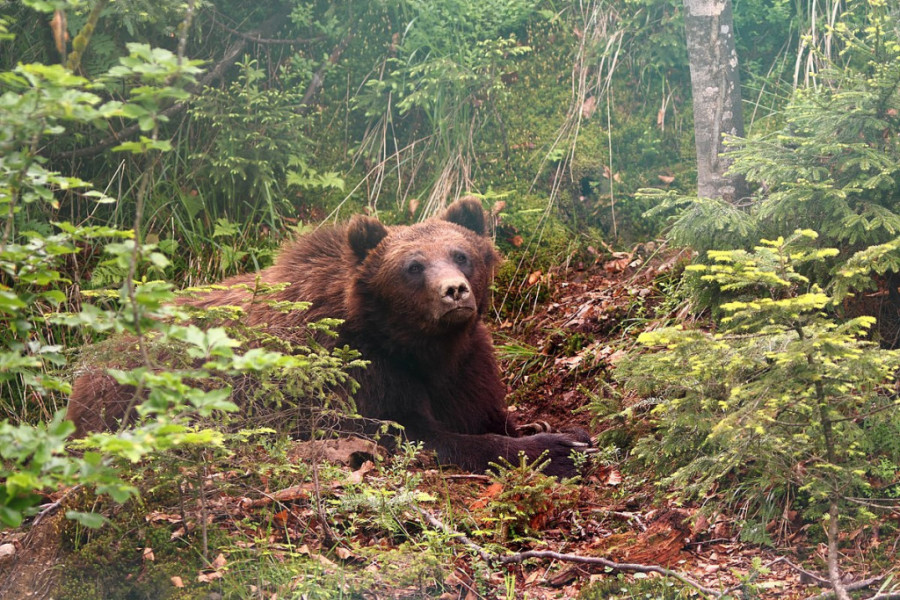 APSOLUTNI VLADARI PLANINE GOLIJE Nema potrebe za panikom, retko se dešava da medvedi prvi napadnu ljude (FOTO/VIDEO)