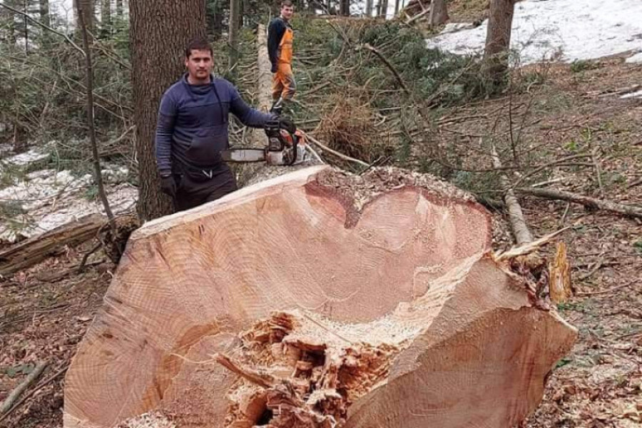 IZ STABLA BUKVE POTEKLA VODA Ovo se dešava jednom u 100 godina, neverovatan prirodni fenomen u ivanjičkoj šumi