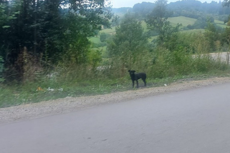 VERNI ČOVEKOV PRIJATELJ OSTAVLJEN KRAJ PUTA Pulin je tradicionalni pastirski pas u Srbiji, poreklom iz Vojvodine (FOTO/VIDEO)