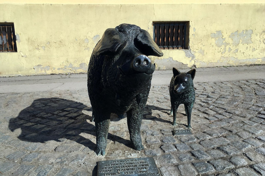 VERNI ČOVEKOV PRIJATELJ OSTAVLJEN KRAJ PUTA Pulin je tradicionalni pastirski pas u Srbiji, poreklom iz Vojvodine (FOTO/VIDEO)