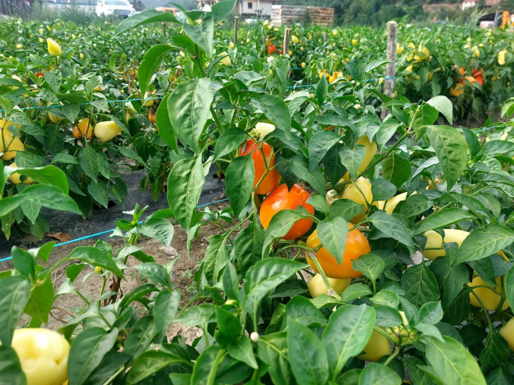 KO VOLI DA SPREMA ZIMNICU NEK' IZVOLI Paprika u dolini Lima rodila kao nikada ranije (FOTO/VIDEO)