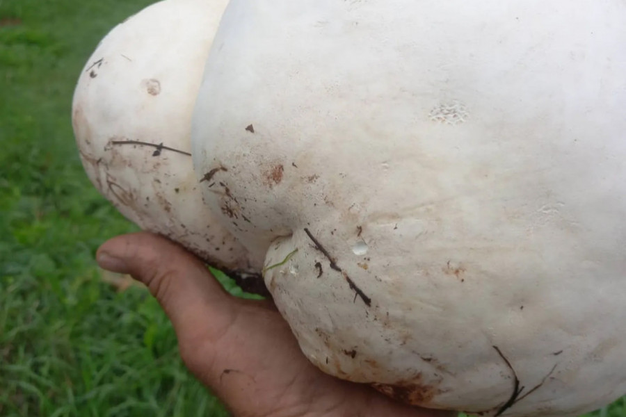 JEDNA PEČURKA, JEDNA VEČERA ZA PETORO : Ogromnu gljivu puharu pronašli istraživači na Kopaoniku, teška preko dva kilograma (FOTO)