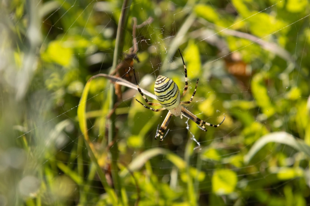NEOBIČNI OSMONOGI PUTNIK U SRBIJI Klimatske promene dovele pauka-osu na naše prostore (FOTO/VIDEO)