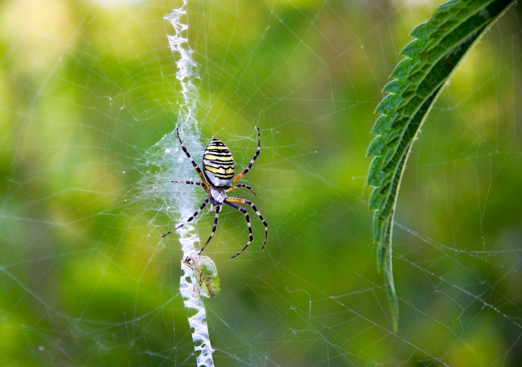 NEOBIČNI OSMONOGI PUTNIK U SRBIJI Klimatske promene dovele pauka-osu na naše prostore (FOTO/VIDEO)