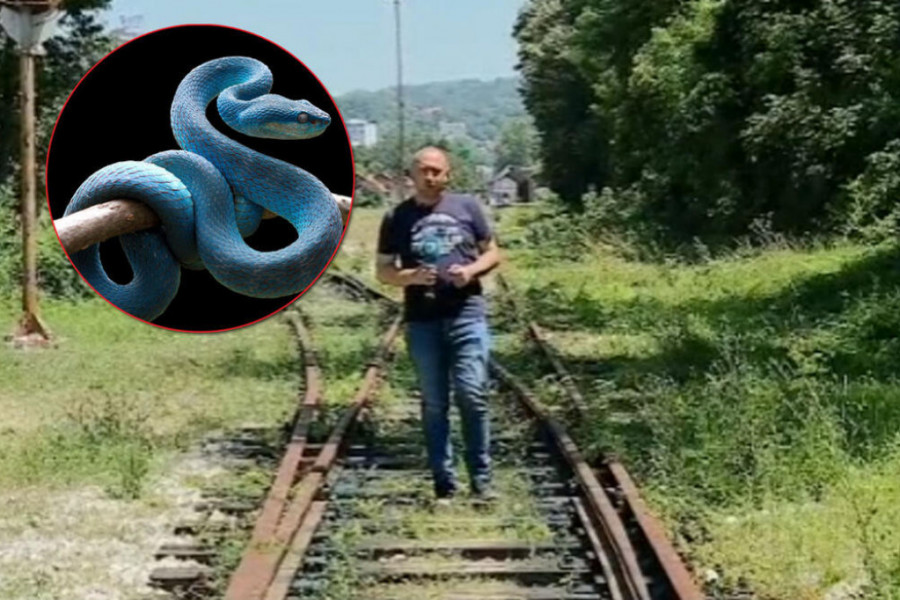 GOSPODAR ZMIJA SA JUGA Nema mesta panici, u Beogradu nema otrovnica