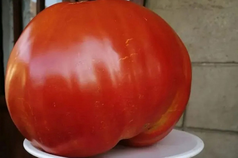 OVAKO NEŠTO MOŽE DA NARASTE SAMO KOD NAS Ovaj apsolutni paradajz rekorder, Ivanovići će preraditi u zimnicu (FOTO/VIDEO)