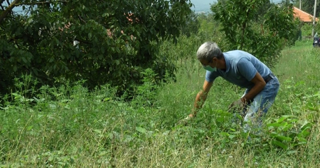 NE BIRATE SREDSTVA DA UNIŠTITE AMBROZIJU? Spasite čitav komšiluk prirodnog neprijatelja! (FOTO/VIDEO)