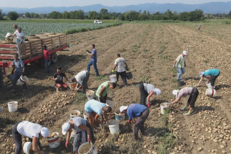 NEMA ODMORA DOK TRAJE OBNOVA Uzgajivači krompira imaju pune ruke posla, evo i zašto (FOTO/VIDEO)
