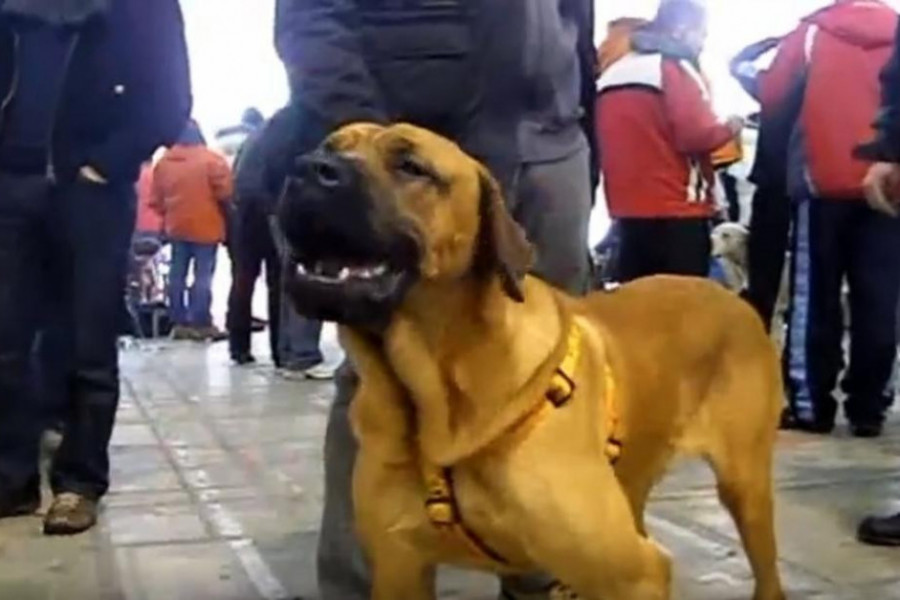 ODAN I HRABAR ČUVAR SA KRVLJU VUKA  Srpski odbrambeni pas koji ne poznaje strah