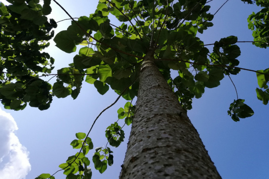 OVU BILJKU NIKAD NE SADITE U DVORIŠTU, A AKO VAM JE POKLONE- BACITE JE: Veruje se da tera SREĆU iz doma i unosi MALER