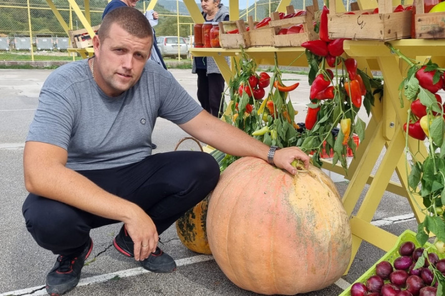 DŽINOVSKA TIKVA NIKLA KOD PRIJEPOLJA Domaćin Ljubisav morao da je vozi u prikolici zbog gabarita i otkrio, seme jeste nemačko ali je zemlja srpska (FOTO)
