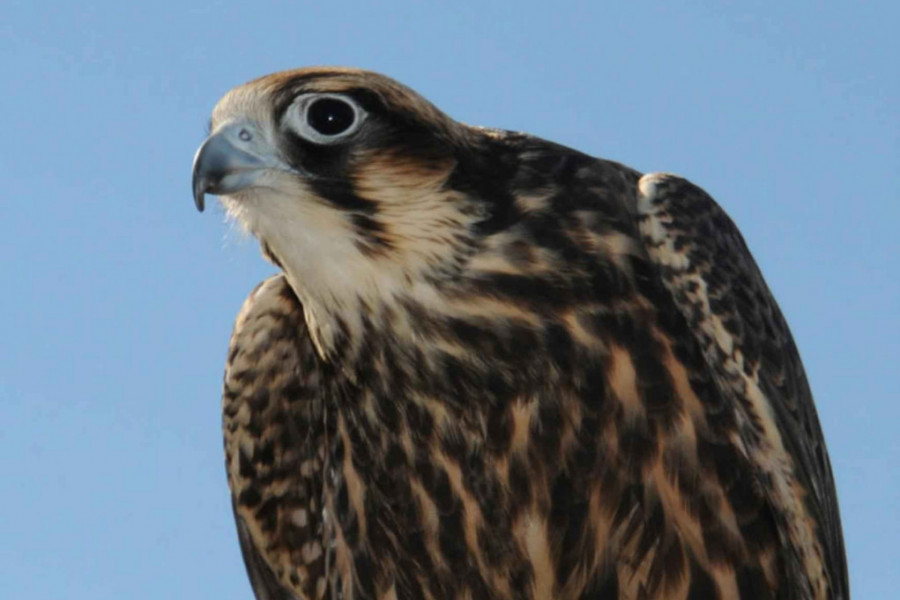 NJEGOVO LETEĆE VISOČANSTVO SIVI SOKO  Ptica koja je gospodar brzine i kralj nebeskih visina