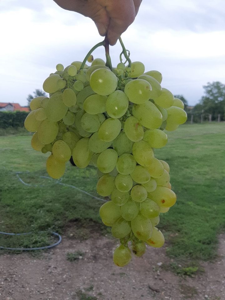 SUŠNO LETO GODILO VINOVOJ LOZI Grozd iz srpske Toskane koji ostavlja bez teksta (FOTO/VIDEO)