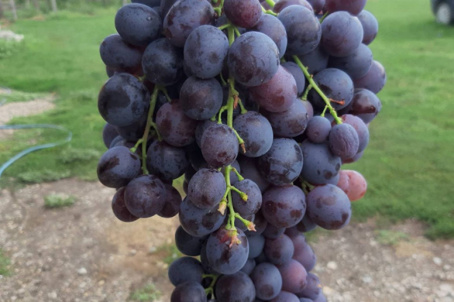 Kako se pravilno pere GROŽĐE? Važan korak pre jela