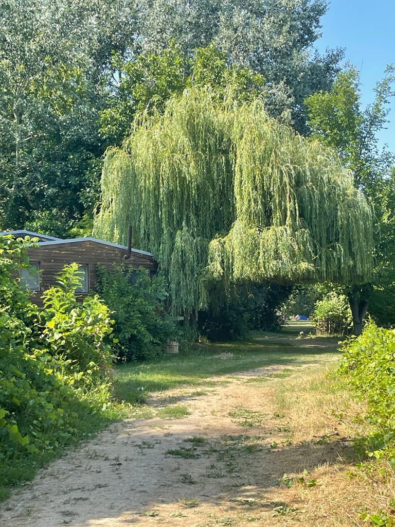 DIVLJA LEPOTA  U SRCU BEOGRADA SA KOJE SU ODJEKIVALI TOPOVI Svojevrsna oaza Beograda