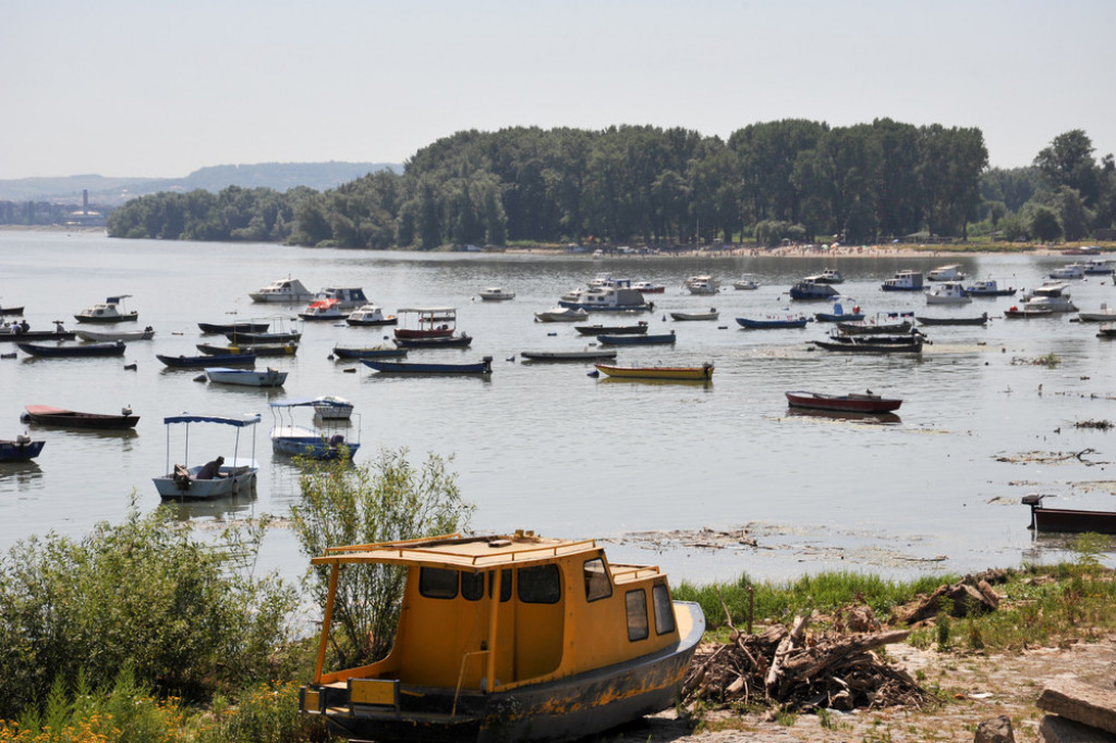 DIVLJINA USRED BEOGRADA Istražite čari ostrva u prestonici na kom glavnu reč vode ove životinje (FOTO)