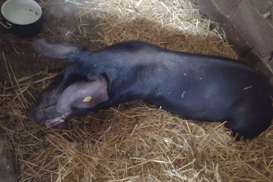 NESTAŠNI VEPAR SAM OTVARA VRATA Pokušao je da uđe na kapiju nakon što je ispao iz prikolice (FOTO/VIDEO)