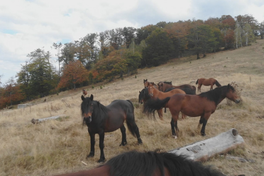 Polja narcisa i divlji konji: Da, ova planina se nalazi u Srbiji