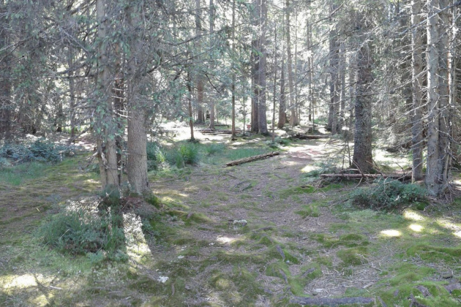 UGIBA SE POD NOGAMA KAO MEK TEPIH Ova livada na Tari se formira još od Ledenog doba (FOTO/VIDEO)