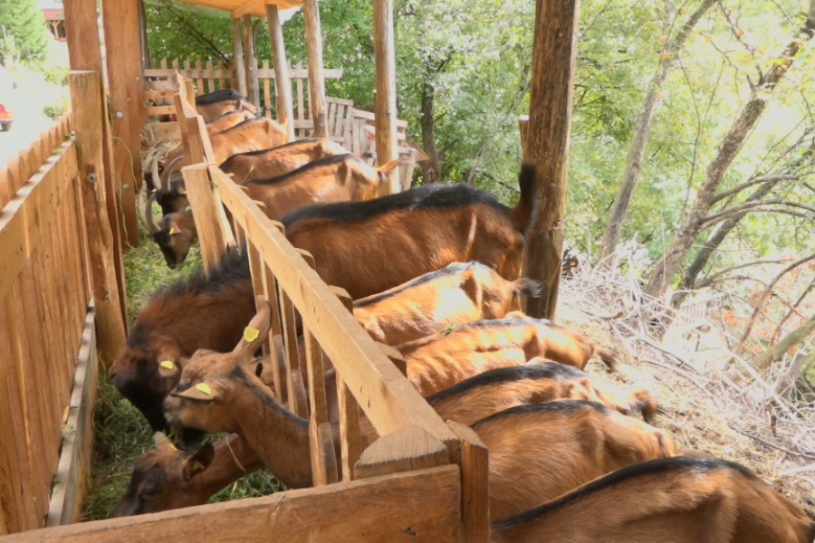 KOZARSTVO JE POSTALO UNOSAN POSAO Kada sloga kuću gradi, trijumf je zagarantovan (FOTO/VIDEO)
