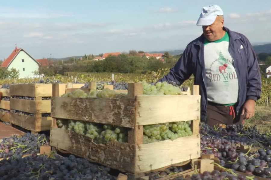 ZA SVE ŠTO PROIZVEDU IMAJU KUPCA Voćarima srpske Toskane zagarantovan plasman grožđa (FOTO/VIDEO)