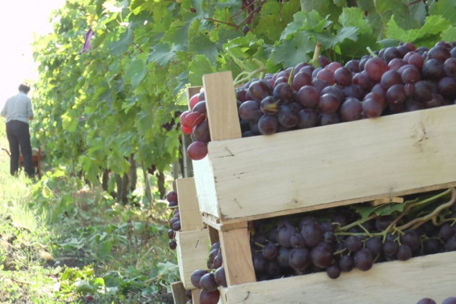 ZA SVE ŠTO PROIZVEDU IMAJU KUPCA Voćarima srpske Toskane zagarantovan plasman grožđa (FOTO/VIDEO)