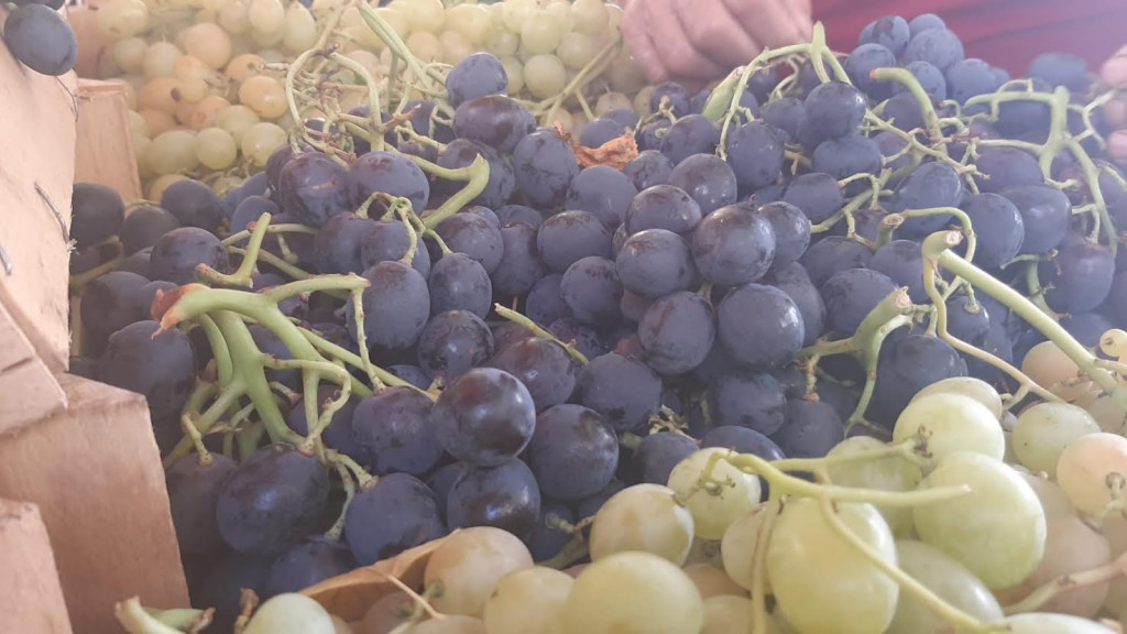VINOGRAD TRAŽI SLUGU, A NE GOSPODARA Glišićima rodili džinovski primerci grožđa- jedan grozd težak čak četiri kilograma (FOTO)
