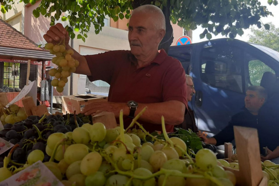 VINOGRAD TRAŽI SLUGU, A NE GOSPODARA Glišićima rodili džinovski primerci grožđa- jedan grozd težak čak četiri kilograma (FOTO)