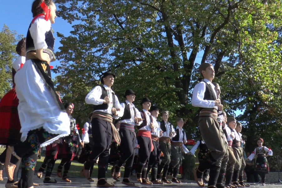 TRAŽIO SE KREVET VIŠE U SRPSKOJ TOSKANI Oplenačka berba dostigla neslućene razmere za dane vina (FOTO/VIDEO)