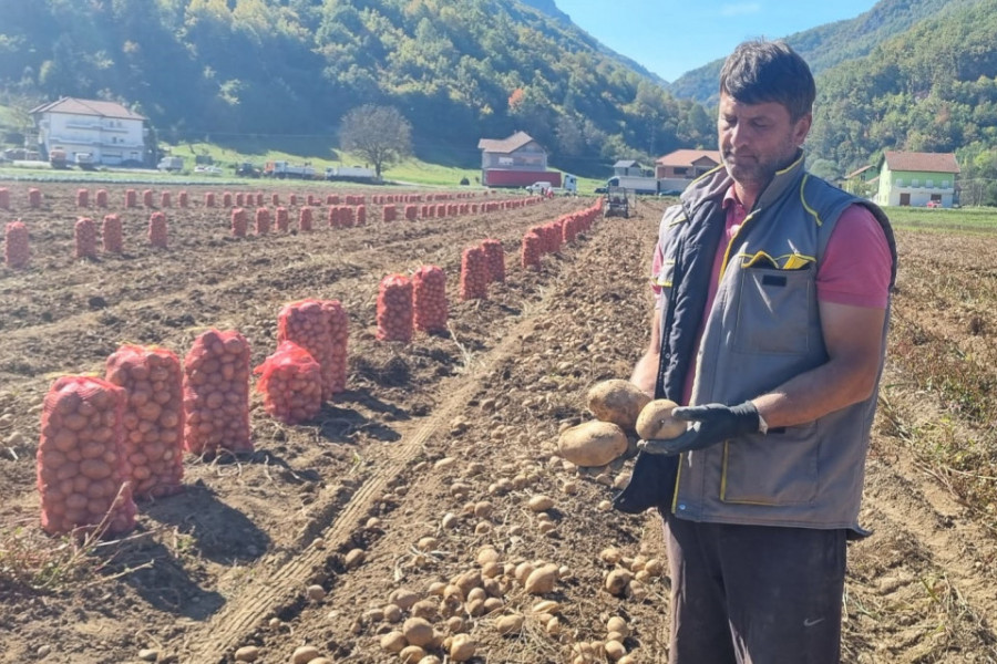 POLA BIVŠE JUGOSLAVIJE ONI SNABDEVAJU SA KROMPIROM Parcele braće Žunić iz Prijepolja prostiru se na osam hektara, ove sušne godine spasili su ih sistemi za navodnjavanje (FOTO)