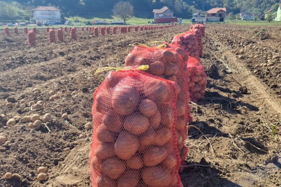 POLA BIVŠE JUGOSLAVIJE ONI SNABDEVAJU SA KROMPIROM Parcele braće Žunić iz Prijepolja prostiru se na osam hektara, ove sušne godine spasili su ih sistemi za navodnjavanje (FOTO)