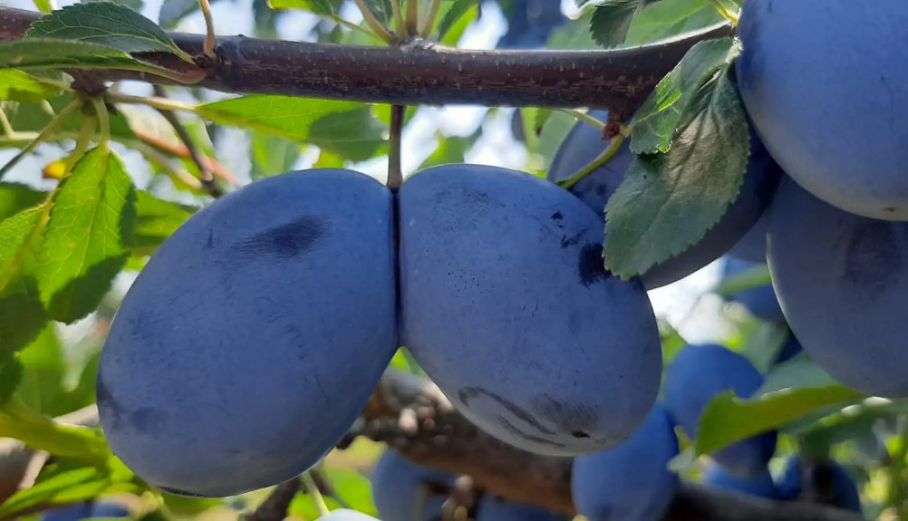 PONOVO U PRESTONICI Međunarodni sajam voćarstva, povrtarstva i vinogradarstva od 26. do 28. januara na Beogradskom sajmu