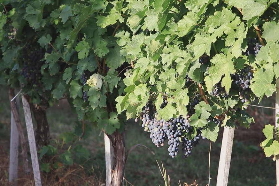 VINSKI PUTEVI SRBIJE Od Nemanjića do danas, na OVIM mestima ćete uživati u NAJBOLJIM UKUSIMA