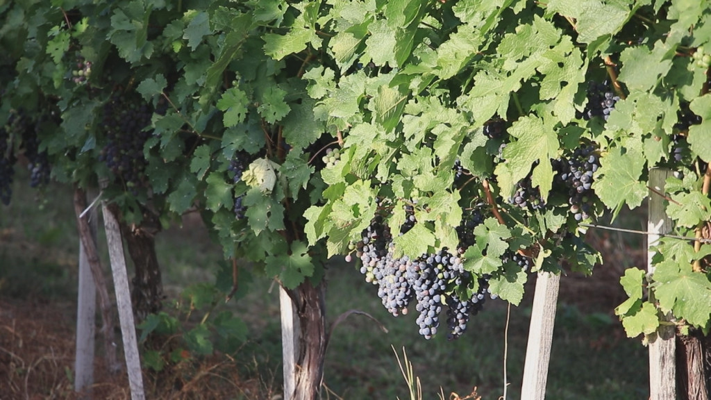 ZNA NOLE ŠTA VALJA Ovo je srpsko selo koje su Đokovići pored svih mesta na svetu birali za svoje vinograde (FOTO)